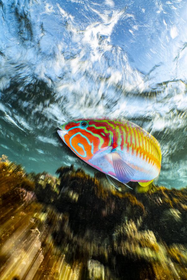Compact Winner:  &#x27;Klunzinger&#x27;s wrasse in motion&#x27; Enrico Somogyi (Germany)  &quot;When I was snorkeling in Marsa Alam I saw countless Klunzinger&#x27;s Wrasses. One of them was particularly curious and very interested in my lens. I was able to take some good classic wide angle pictures. After a while I figured it would be a good idea to try a long exposure. So I set my camera to the smallest aperture f11, the ISO value to 64 and the exposure time to 1/13s. For this picture, I moved the camera forward a bit while the shutter was released. This created the zoom effect in the lower part of the image. I was very happy with the result.&quot; - Sputnik International