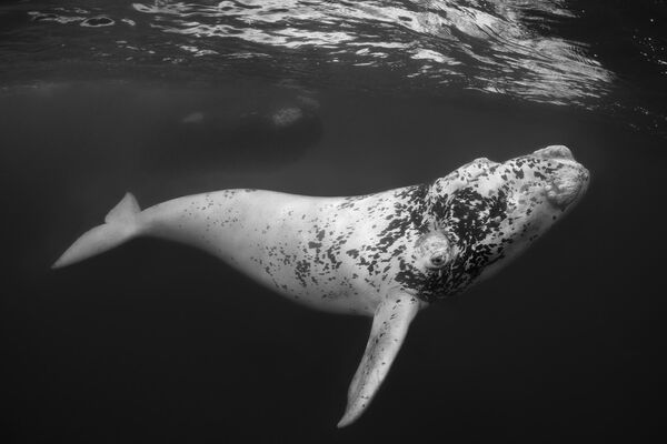 UPY  Black &amp; White - Winner &#x27;El Blanco - The White One&#x27; Don Silcock &quot;The image was taken on the last morning of a five-day trip to Peninsula Valdés in Argentina, in August 2022, under a special permit to enter the water with the Southern Right Whales that gather there between June and December each year. The mother, who can be seen in the background, accepted our presence and allowed the calf to interact with us. It was very playful but careful not to hit us with it’s tail and seemed to be really enjoying it all – almost as much as we were! White calves are very rare and referred to locally as “El Blanco” or the white one! Peninsula Valdés is an incredibly important safe haven and breeding ground for the Southern Right Whales of the southern Atlantic and Argentina has done an excellent job of managing it.&quot; - Sputnik International