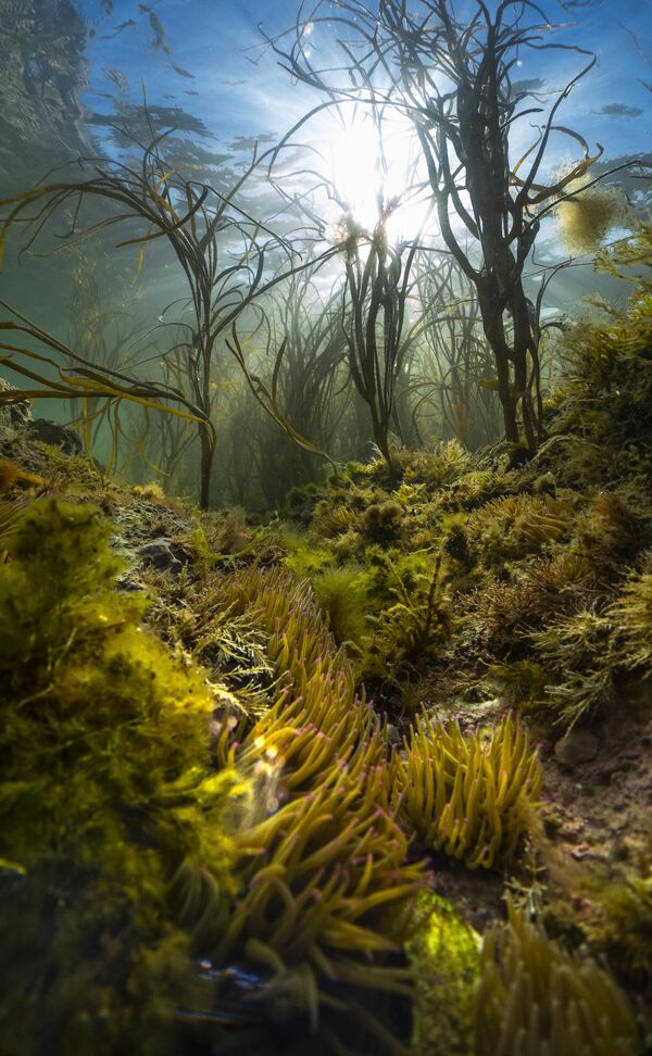 UPY  Award Winners - Most Promising British Underwater Photographer of the Year 2023 &#x27;An island&#x27;s wild seas&#x27; Theo Vickers &quot;Sunlight beats down through a marine jungle of Himanthalia algae on the chalk reefs of the Needles Marine Conservation Zone. The purple-tipped tentacles of snakelocks anemones (Anemonia viridis) rising up from the forest floor. Striking rock formations, the Needles on the Isle of Wight attracts close to 500,000 visitors annually. Yet, like many of Britain’s marine habitats the beauty and biodiversity of the island’s chalk reefs that lie below, from nudibranchs and rays to cuttlefish and cuckoo wrasse, are largely unknown to most. Exploring the shallower reefs on a summer evening, my mission was to capture a wide angle image that documented this stunning local habitat, combining both the towering forests above and the anemones that rule the chalk seabed below. After several unsatisfying attempts I stumbled upon this gully packed with snakelocks, and sinking into the forest beneath, found the composition I had been seeking.&quot; - Sputnik International