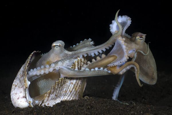 UPY  Behaviour - Winner &#x27;Make love not war&#x27; Yury Ivanov A couple of coconut octopuses &quot;making love&quot; (mating). &quot;I knew that I can find this species of Octopus at one of dive sites near Tulamben village (Bali, Indonesia) and they are active only at night time in that place. I dive there only after 7pm hoping to photograph something unique - their mating. I&#x60;ve done more than 30 night dives at the dive site and finally I got lucky. The photo shows the end of their love.&quot; - Sputnik International