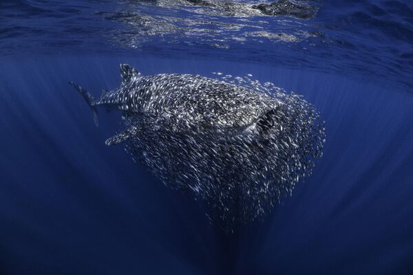   UPY  Award Winners - British Underwater Photographer of the Year 2023 &#x27;The swarm&#x27; Ollie Clarke.  &quot;The whale sharks on the Ningaloo are often accompanied by bait-balls like this one, where the small fish use the shark as a floating shelter. However this one was huge, much denser and with a lot more fish than usual, so I was really excited to photograph it. The shark almost looked as if it was getting fed up with the small fish and it was attempting to shake off the swarm. It would make steep dives and then ascend again right away thrashing its tail, but the fish would just swirl even more densely around the poor shark, who would have barely been able to see through the bait-ball! I was hoping to spend a bit of time photographing this shark, but after some ups and downs, he dissapeared into the depths of the Indian Ocean, an encounter I&#x27;ll never forget.&quot; - Sputnik International