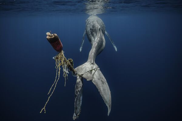  UPY  Award Winners - ‘Save Our Seas Foundation’ Marine Conservation Photographer of the Year 2022 &#x27;Hopeless&#x27; Alvaro Herrero (Mekan).  &quot;A humpback whale dies a slow, painful and agonizing death after having its tail entangled in a ropes and buoys, rendering its tail completely useless. A reflection of what not only our oceans are suffering, but also our planet, the product of man&#x27;s selfishness and lack of responsibility. Taking this photograph was, for me, the saddest moment I&#x27;ve experienced in the ocean. Especially because I have spent so much time with humpbacks underwater, experiencing eye contact, interactions, and seeing with my own eyes how they are sentient and intelligent beings. But I&#x27;m &quot;happy&quot; to being able to capture that moment and show the world what is happening, what we are doing. I really hope this image make us aware , open our eyes and drive us in to make real changes.&quot; - Sputnik International