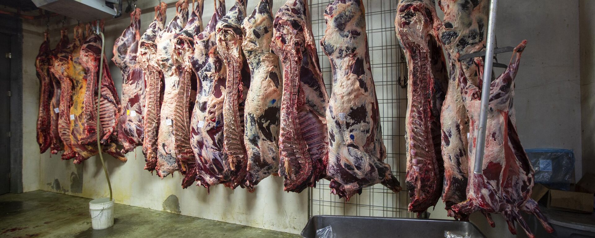 Many sides of beef hang in a meat locker at Jones Meat & Food Services in Rigby, Idaho, May 26, 2020. - Sputnik International, 1920, 18.02.2023