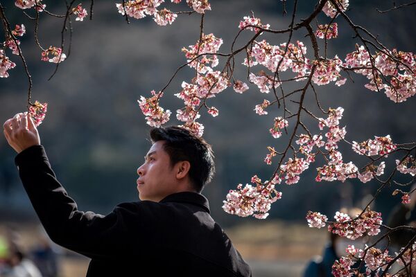A man poses for photographs under a cherry blossom tree at Shinjuku Gyoen Park in Tokyo on February 18, 2023. (Photo by Yuichi YAMAZAKI / AFP) - Sputnik International