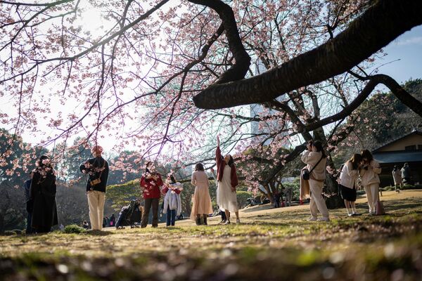 People take photographs of a cherry blossom tree at Shinjuku Gyoen Park in Tokyo on February 18, 2023. (Photo by Yuichi YAMAZAKI / AFP) - Sputnik International