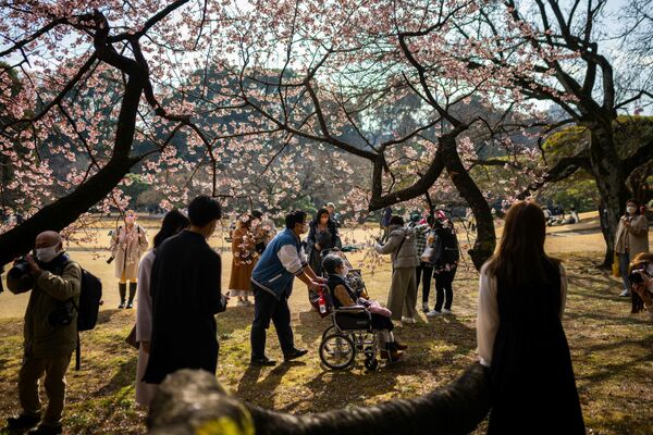People walk under a cherry blossom tree at Shinjuku Gyoen Park in Tokyo on February 18, 2023. (Photo by Yuichi YAMAZAKI / AFP) - Sputnik International