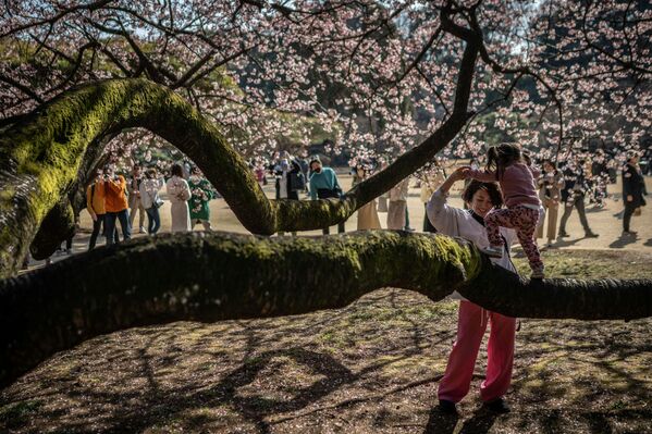 A mother and a child play under a cherry blossom tree at Shinjuku Gyoen Park in Tokyo on February 18, 2023. (Photo by Yuichi YAMAZAKI / AFP) - Sputnik International