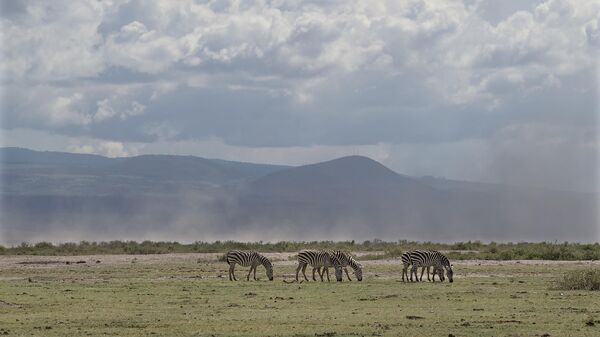 A small herd of common Zebra graze on the savannah on November 30, 2022 as dust kicks up in the background at the Amboseli National Park, the vast area hard hit by the drought that wiped out pastures for the main herbivores. - Sputnik International