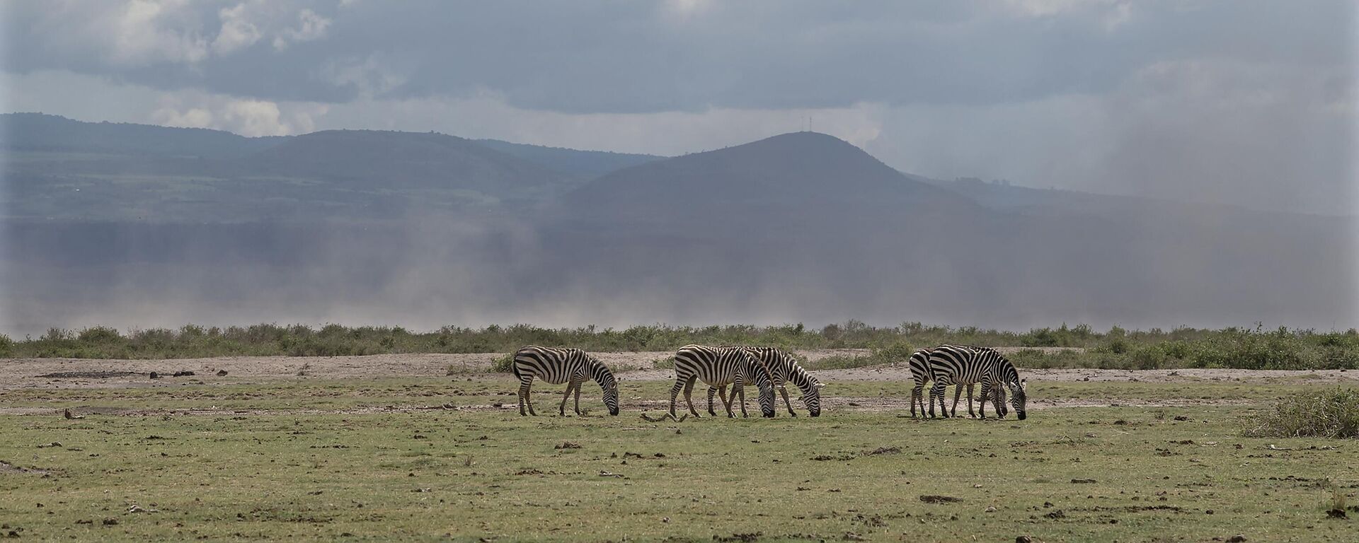 A small herd of common Zebra graze on the savannah on November 30, 2022 as dust kicks up in the background at the Amboseli National Park, the vast area hard hit by the drought that wiped out pastures for the main herbivores. - Sputnik International, 1920, 26.02.2023