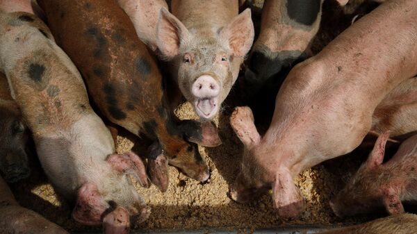 Pigs eat from a trough at the Las Vegas Livestock pig farm in Las Vegas, April 2, 2019. - Sputnik International