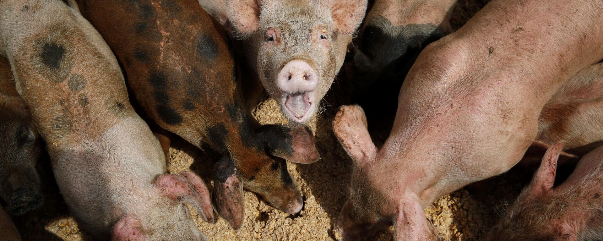 Des porcs mangent dans une auge de la ferme porcine de Las Vegas Livestock, à Las Vegas, le 2 avril 2019. - Spoutnik International, 1920, 26.02.2023