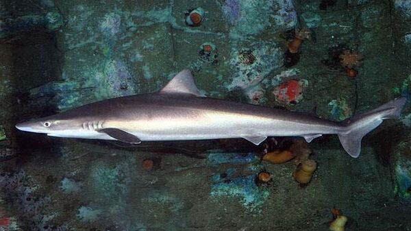 School Shark (Galeorhinus galeus) - Sputnik International