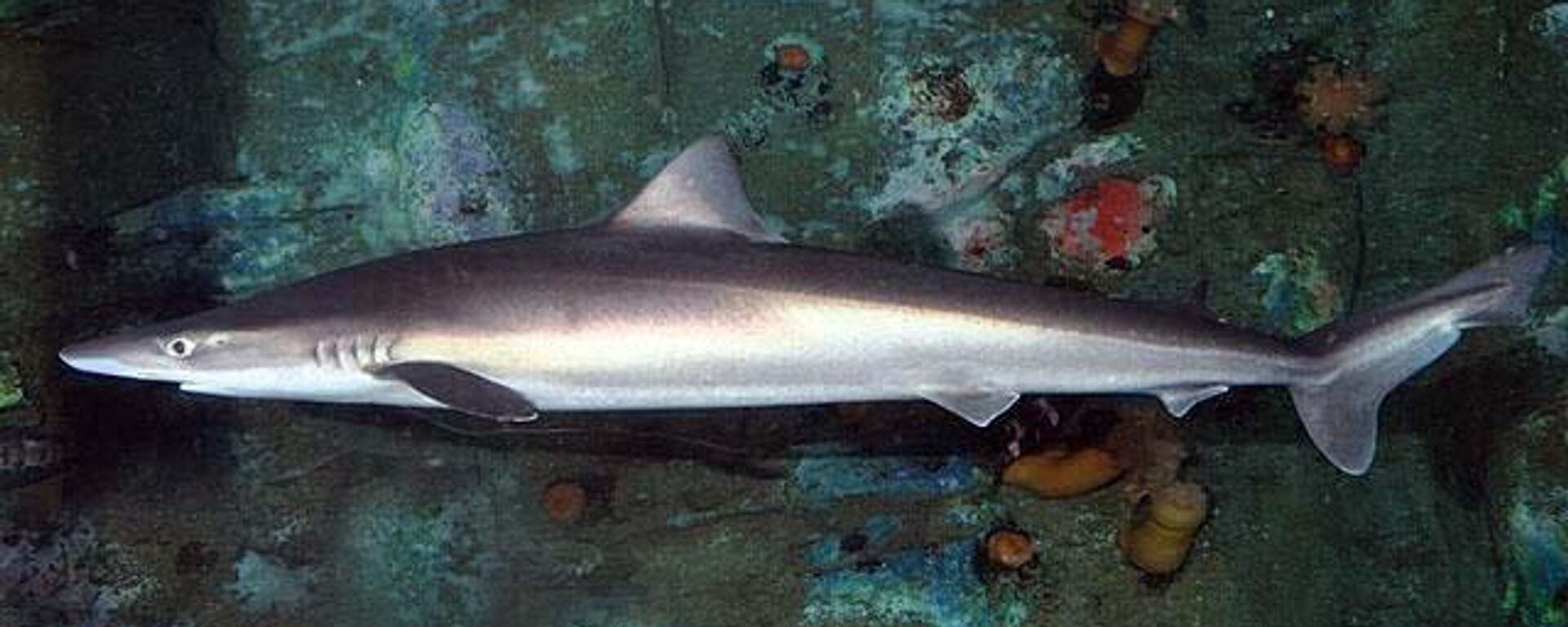 School Shark (Galeorhinus galeus) - Sputnik International, 1920, 28.02.2023