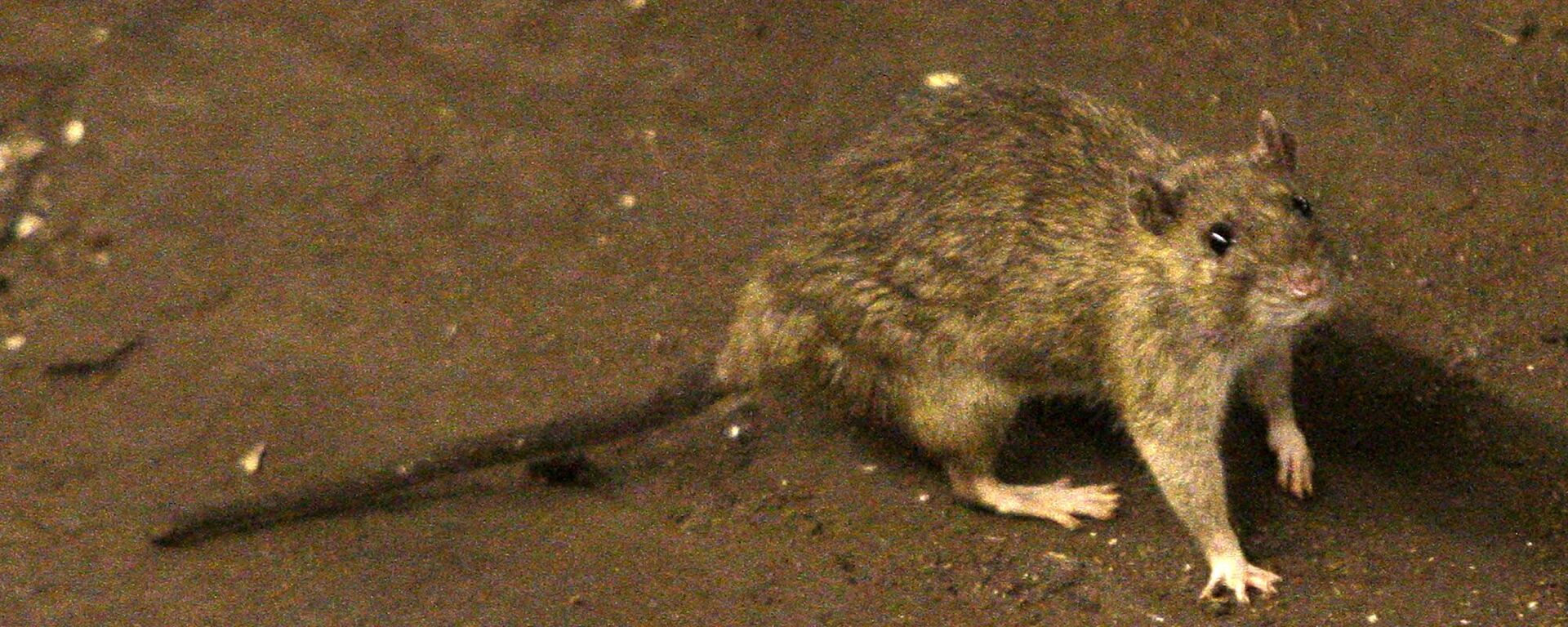 A rat wanders the subway tracks at Union Square Tuesday, June 15, 2010 in New York. - Sputnik International, 1920, 10.03.2023