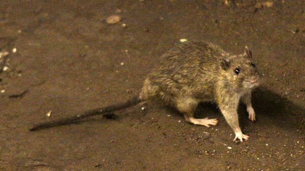A rat wanders the subway tracks at Union Square Tuesday, June 15, 2010 in New York. - Sputnik International