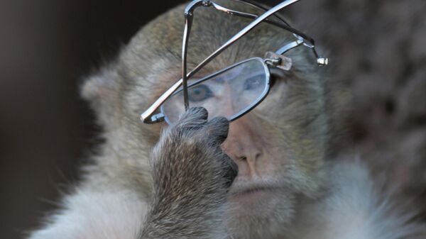 A long tail macaque monkey, Thailand. - Sputnik International