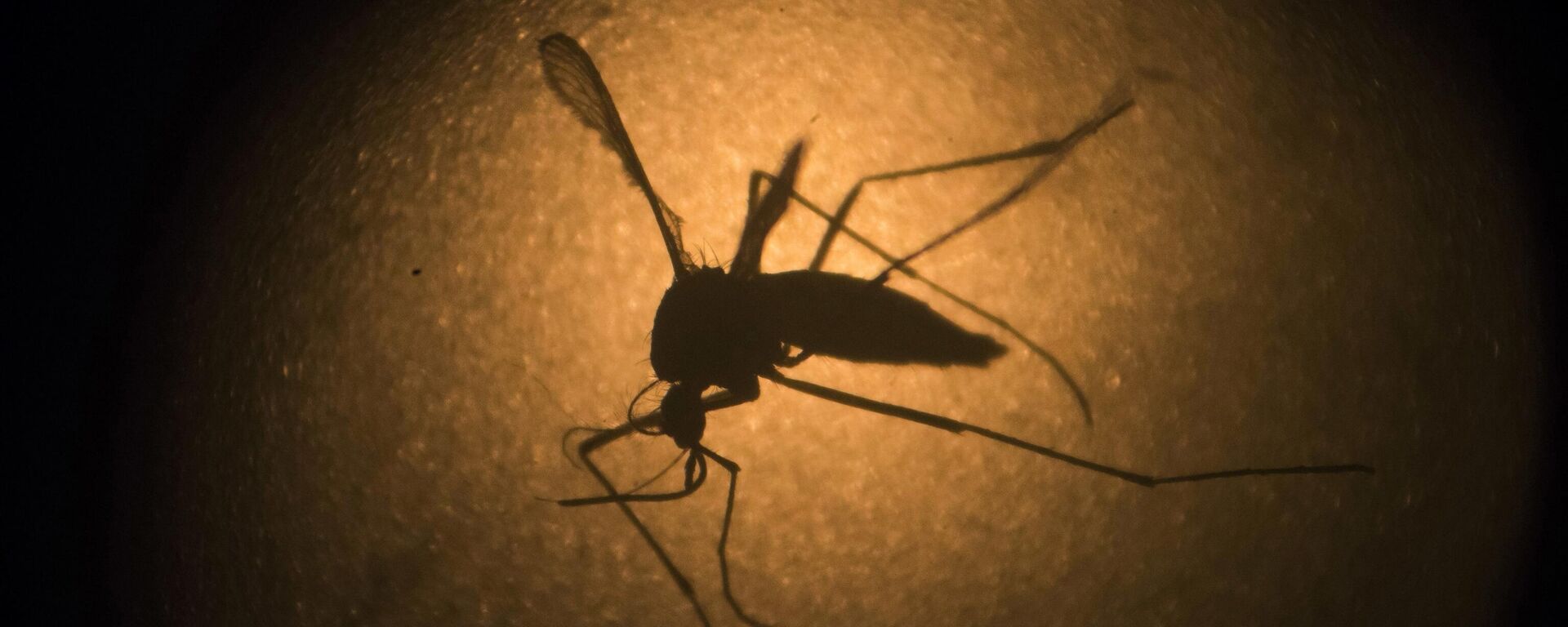 In this Jan. 27, 2016, file photo, an Aedes aegypti mosquito known to carry the Zika virus and the Dengue fever, is photographed through a microscope at the Fiocruz institute in Recife, Pernambuco state, Brazil.  - Sputnik International, 1920, 21.07.2023