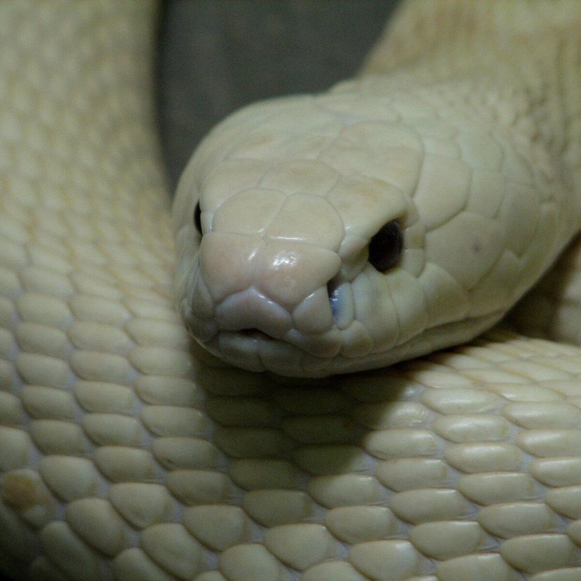 South African Pilot Faces 'Snakes On A Plane' Moment With Cobra In Cockpit