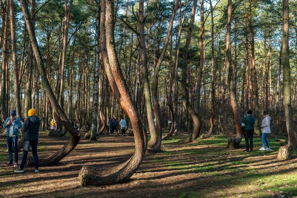 Crooked forest Krzywy Las near Gryfino in Poland. How exactly these trees adopted these crooked shapes remains a mystery. - Sputnik International