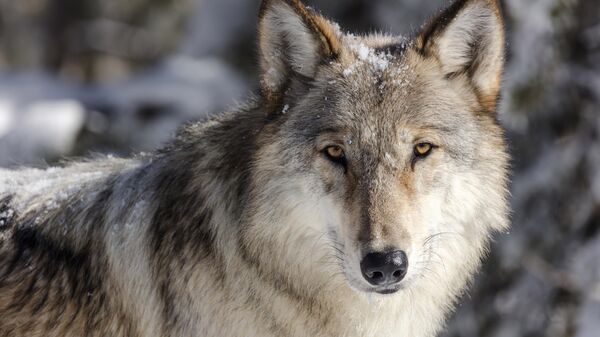 Wolf in Yellowstone National Park, Wyo. - Sputnik International