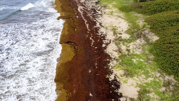 Lakes Beach is covered in sargassum in St. Andrew along the east coast of Barbados, Wednesday, July 27, 2022.  - Sputnik International
