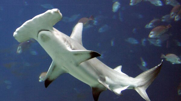 An Oct. 27, 2005 file photo shows a hammerhead shark in a large tank at the Georgia Aquarium, in Atlanta. A U.S.-backed proposal to protect the heavily fished hammerhead sharks was narrowly rejected Tuesday, March 23, 2010, over concerns by Asia nations that regulating the booming trade in shark fins could hurt poor nations.   - Sputnik International