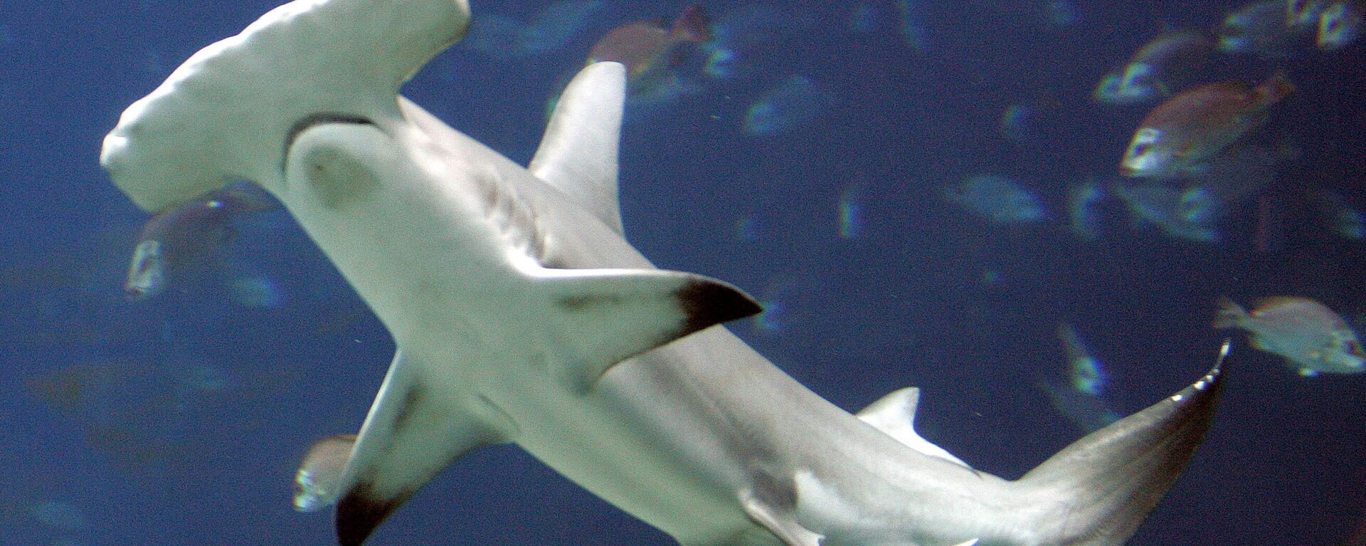 An Oct. 27, 2005 file photo shows a hammerhead shark in a large tank at the Georgia Aquarium, in Atlanta. A U.S.-backed proposal to protect the heavily fished hammerhead sharks was narrowly rejected Tuesday, March 23, 2010, over concerns by Asia nations that regulating the booming trade in shark fins could hurt poor nations.   - Sputnik International, 1920, 16.06.2023