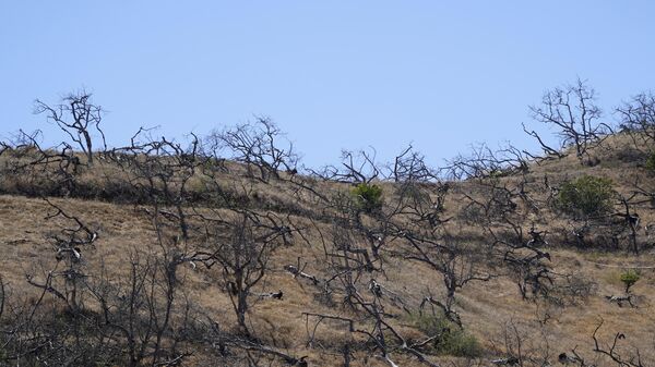 A hillside is dotted with dried avocado trees after being left fallow, Thursday, May 26, 2022, near Rainbow, Calif. - Sputnik International
