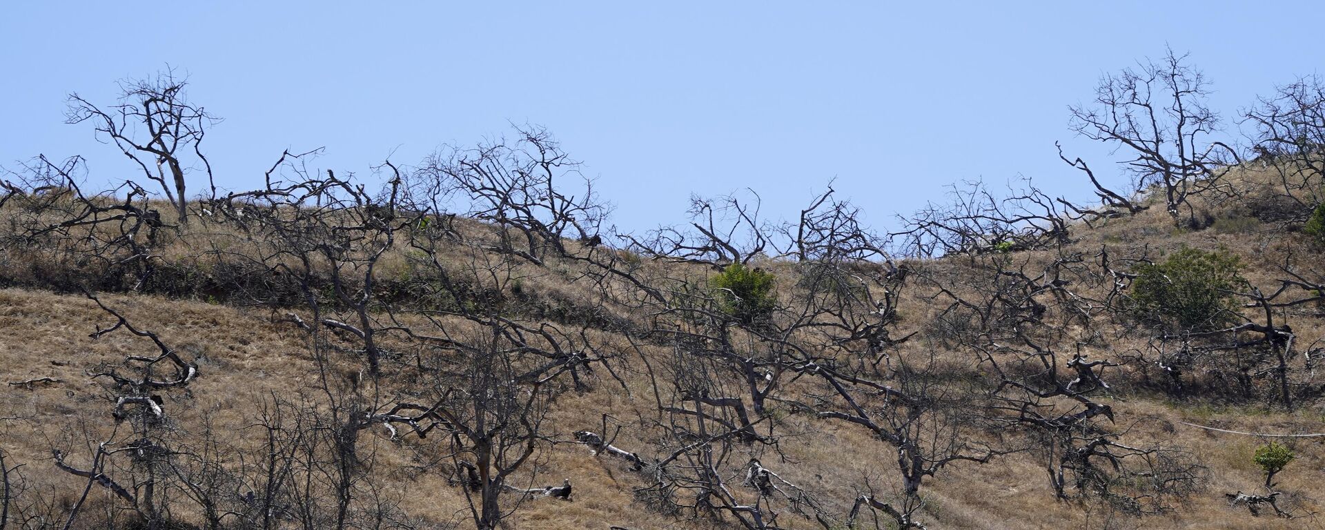A hillside is dotted with dried avocado trees after being left fallow, Thursday, May 26, 2022, near Rainbow, Calif. - Sputnik International, 1920, 16.05.2023