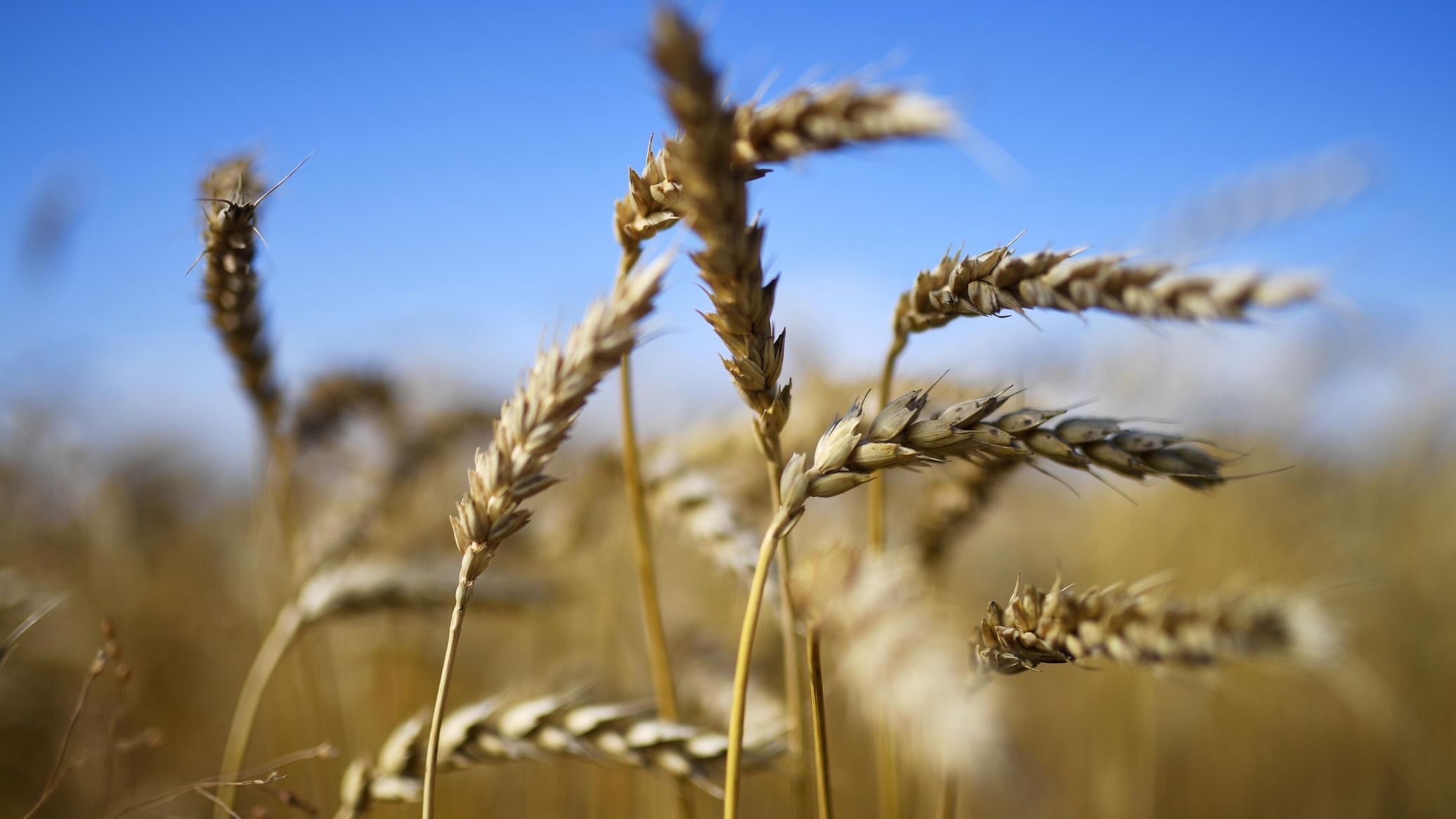 Russian Scientists Find New Way to Protect Crops From Climate Change