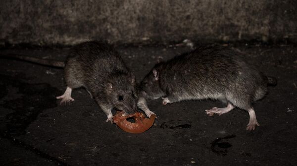 Two rats eat a slice of tomato at the square of the Saint Jacques tower close to the rue de Rivoli, in Paris on December 15, 2016 - Sputnik International