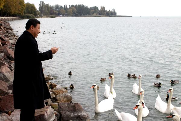 Xi Jinping feeds swans during his visit at Lake Balaton in Balatonfuered, 124 km southwest of Budapest, Hungary. - Sputnik International