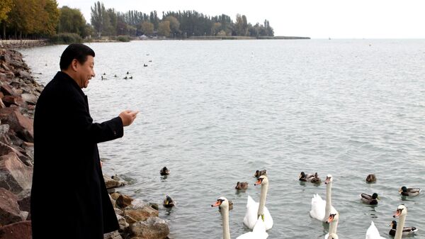 Xi Jinping feeds swans during his visit at Lake Balaton in Balatonfuered, 124 kms southwest of Budapest, Hungary. - Sputnik International