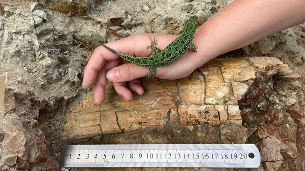 Bone fragment of large sauropod dinosaur in Kemerovo region, Russia. - Sputnik International
