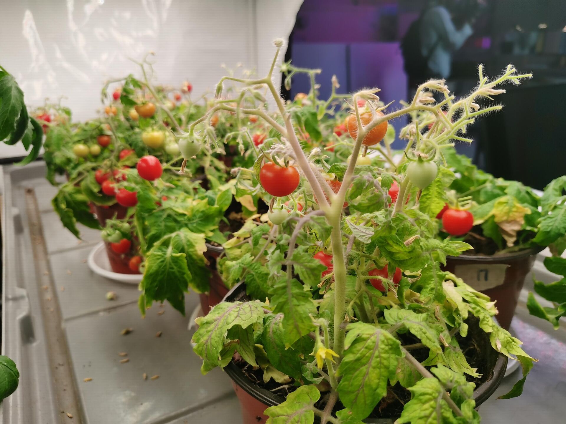 Lab-grown tomatoes - Sputnik International, 1920, 05.07.2023