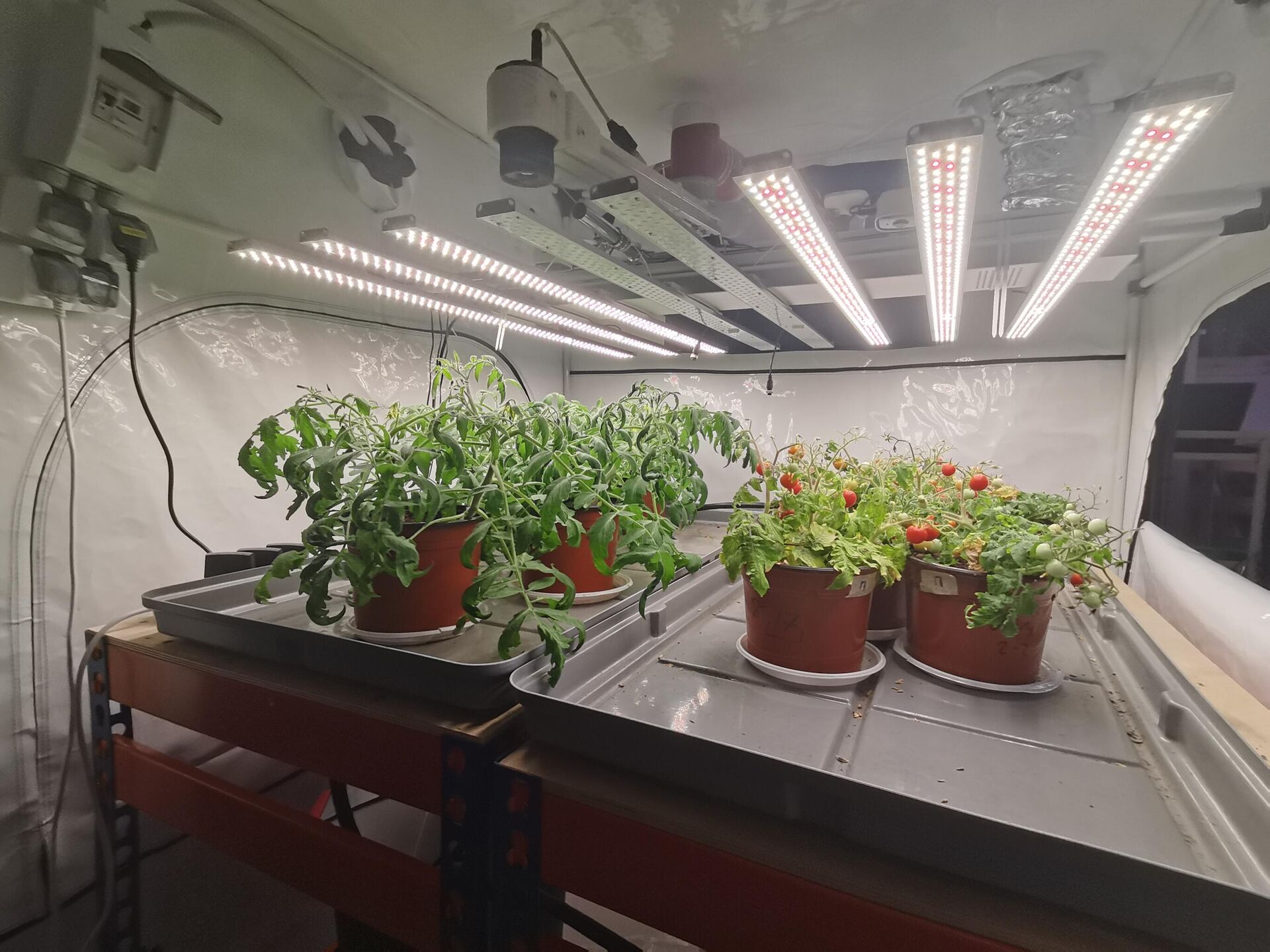 Lab-grown tomatoes at the artificial climate lab at the Timiryazev Academy - Sputnik International, 1920, 05.07.2023