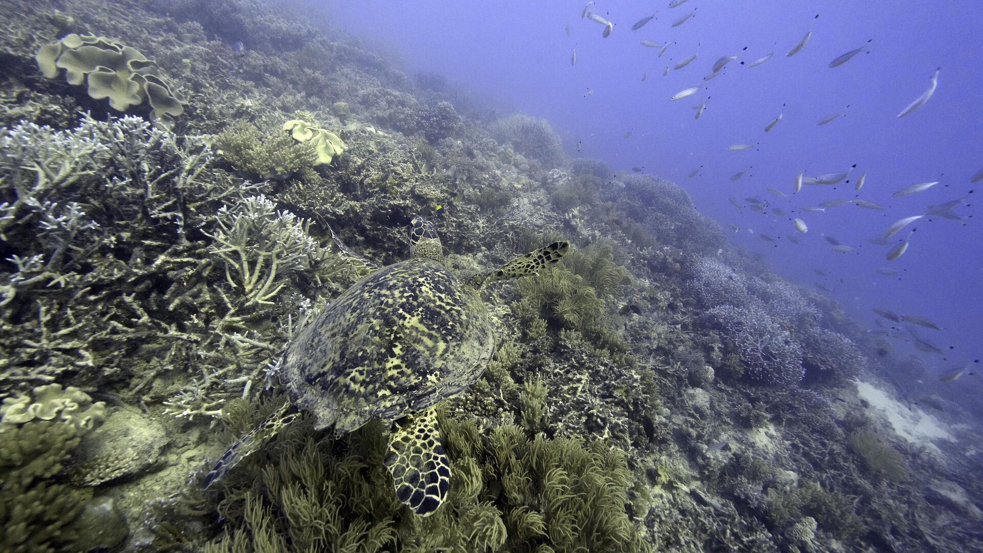 Corals on Moore Reef in Gunggandji Sea Country off the coast of Queensland in eastern Australia on Nov. 13, 2022. - Sputnik International, 1920, 10.07.2023