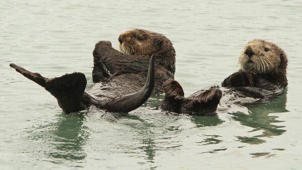 In this May 21, 2016 file photo, a pair of northern sea otters float on their backs in the small boat harbor at Seward, Alaska. Sea otters, once wiped out by hunting along Alaska's Panhandle, have made a strong comeback and fishermen who target shellfish are seeking relief from their voracious appetites. Sea otters eat the equivalent of a quarter of their own weight each day. - Sputnik International