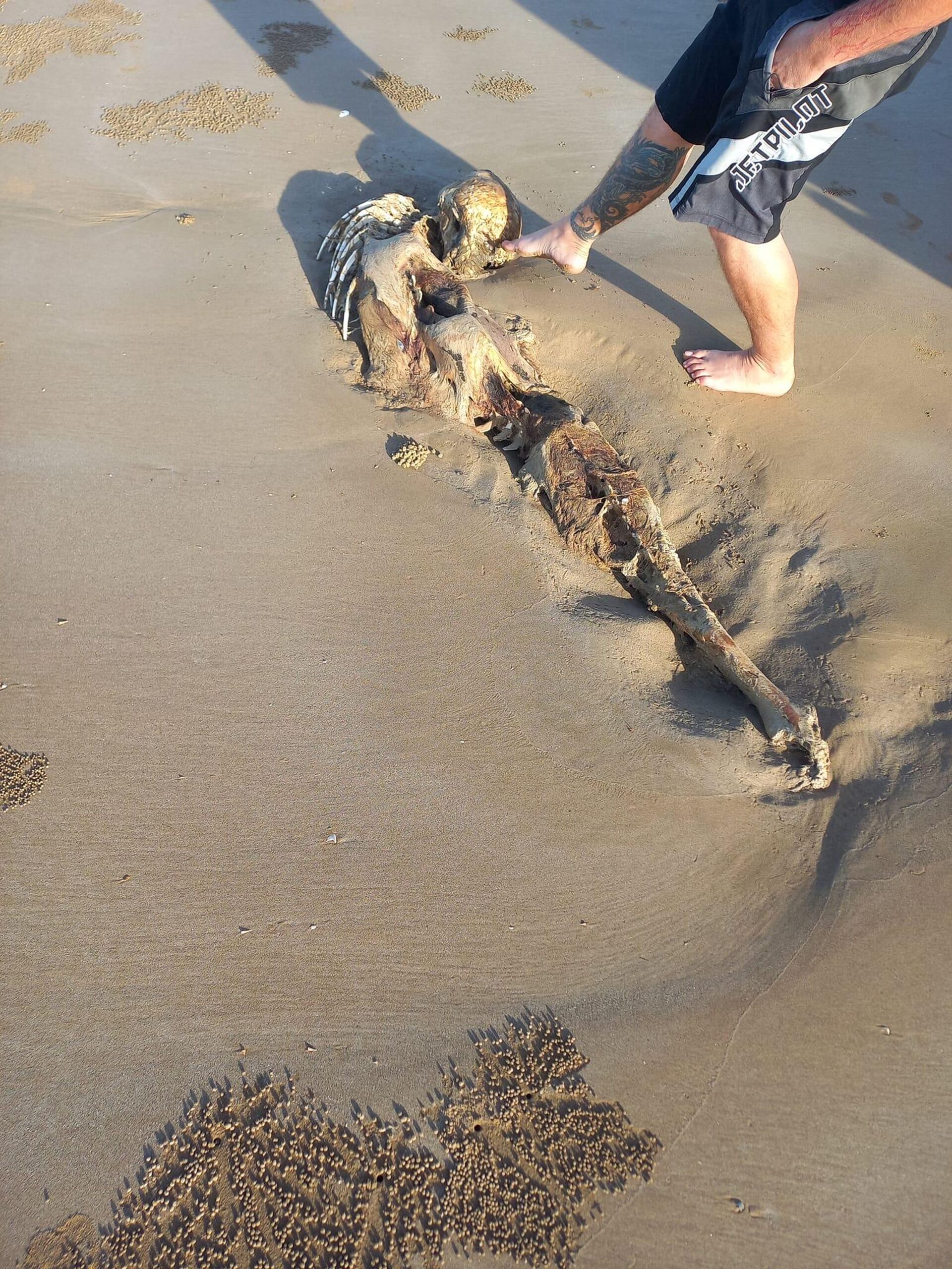 A carcass found on a Queensland, Australia, beach in July 2023 that observers dubbed a mermaid alien - Sputnik International, 1920, 14.07.2023
