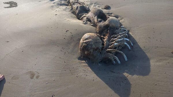 A carcass found on a Queensland, Australia, beach in July 2023 that observers dubbed a mermaid alien - Sputnik International