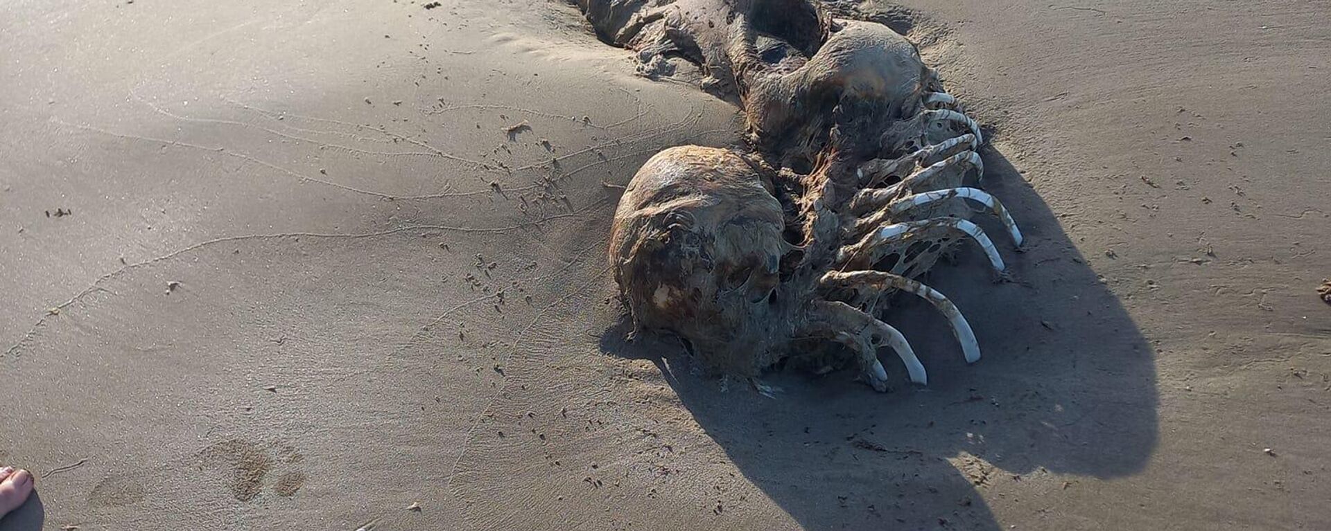 A carcass found on a Queensland, Australia, beach in July 2023 that observers dubbed a mermaid alien - Sputnik International, 1920, 14.07.2023