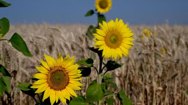 This photograph taken on July 7, 2022, shows sunflowers next to a wheat field near Kramatorsk. - Sputnik International