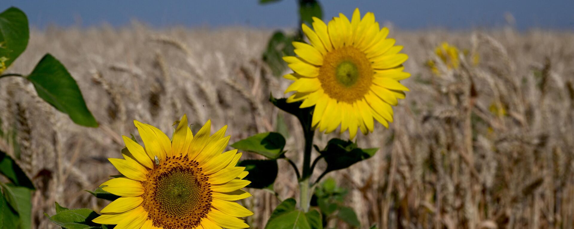 This photograph taken on July 7, 2022, shows sunflowers next to a wheat field near Kramatorsk. - Sputnik International, 1920, 16.07.2023
