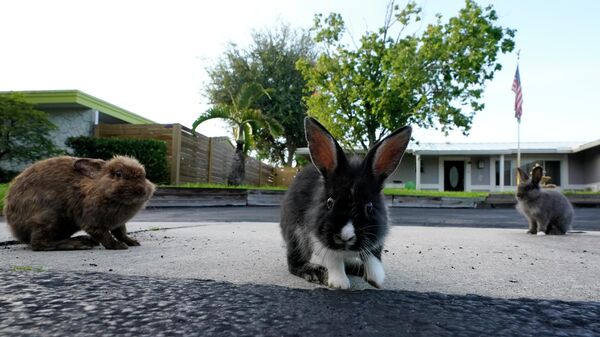 A trio of rabbits gather on a driveway, Tuesday, July 11, 2023, in Wilton Manors, Fla. - Sputnik International