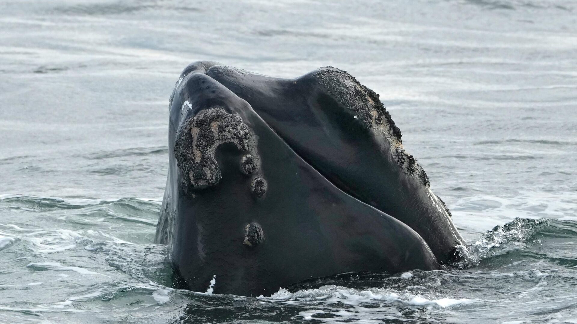 Pilot Whales Stranded On Australian Beach, More Than 50 Dead