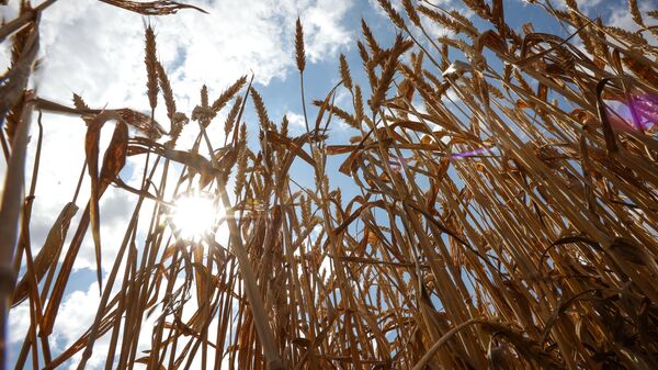 A view shows wheat ears to be harvested in the fields of Progress-Agro company in Krasnodar region, Russia. - Sputnik International