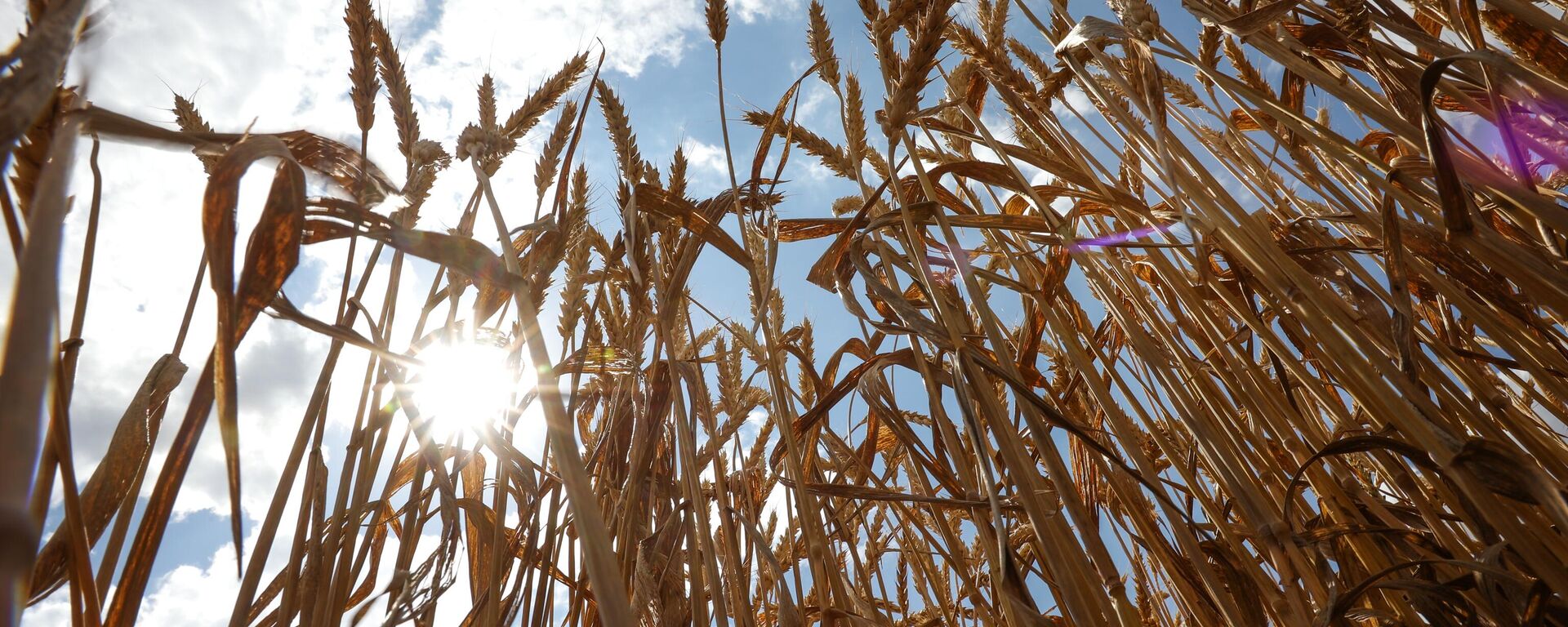 A view shows wheat ears to be harvested in the fields of Progress-Agro company in Krasnodar region, Russia. - Sputnik International, 1920, 24.07.2023