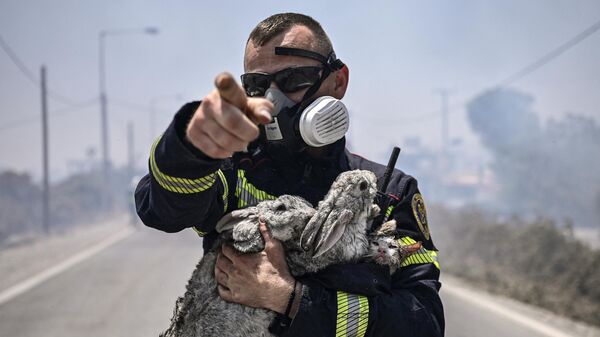 Пожарный держит кошку и двух кроликов после того, как спас их от пожара на греческом острове Родос - Sputnik International