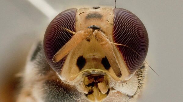 Tau fruit fly.  - Sputnik International