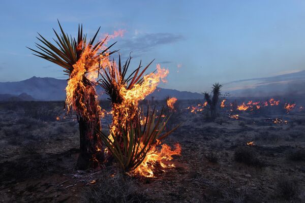 Yuccas burn during the York Fire in the Mojave National Preserve on July 30, 2023. - Sputnik International
